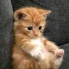 amr.sakr1