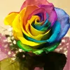 mely_dido