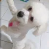 poodle_snow_pet