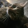 eddie_megatron