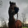 meggyesszorp