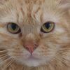 catsalongdariles