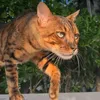purrfectsamui