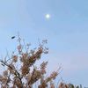 mo_262440