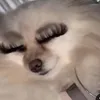 anazzkyt