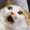 thaisudan777