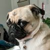 pugboss_kiwi