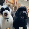 winstonandwillie