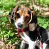 quirkybeagle
