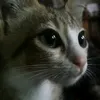 https_agxs_lpzxx123