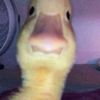 aidtheduck