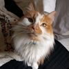 thefuzzy_fuzz