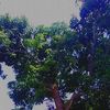 shelvii_reads