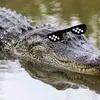 meme_gator