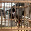 voductrong.vn.com