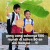rongga.lawe8