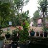 haqi_0403