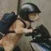 rangerbiruu1