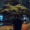 vietle20_3