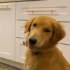 baxterthegoldenretriever