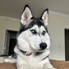 lyra.husky