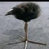 gl1_o