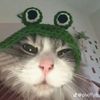 catsleeping4