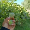 Ayoub