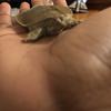 yofavturtlepancake