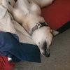 sagethesiberianpitbull