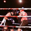 pitbullnegroboxing