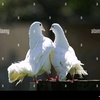 pigeon_lover_tasin