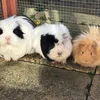 .x.milky.flappy.toffee