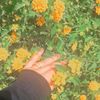 d_a_doaa