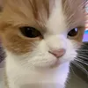 romeltulagz_10