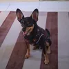 pinscher.1