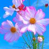 ria.hd_75