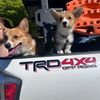 themcorgiboys