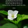 nhokonohoang