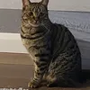 meltingthree