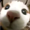 owkatee