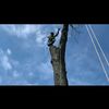 kotreeservice
