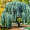 willow1985_