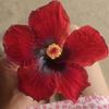 hibiscus5213