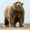 fatbrownpolarbear