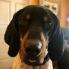 ilovemyolhounddog