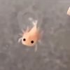 eunicornpew