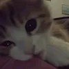 nastylya_lav