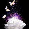 mohammedmohammed2o22