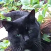 blaky8888kater2